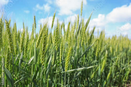 Closeup view of wheat field on sunny day photo