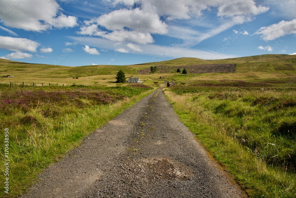 roads on violet heath blossom hills in the Highland of Scotland in England