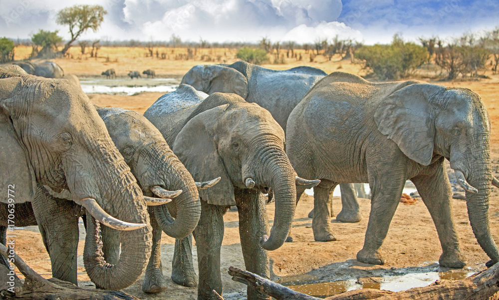 Fototapeta premium Herd of elephants surround a waterhole in Hwange, Zimbabwe