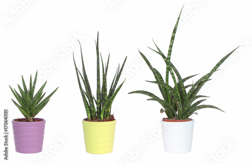 Diverse plantes succulentes Sanseveria