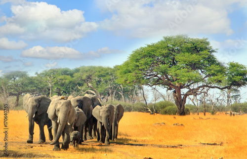 matusdona in Zimbabwe, with a herd of elephants walking across the open plains