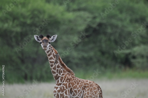 Canvas Print Giraffe in Serengeti