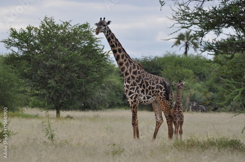 Giraffe in Serengeti