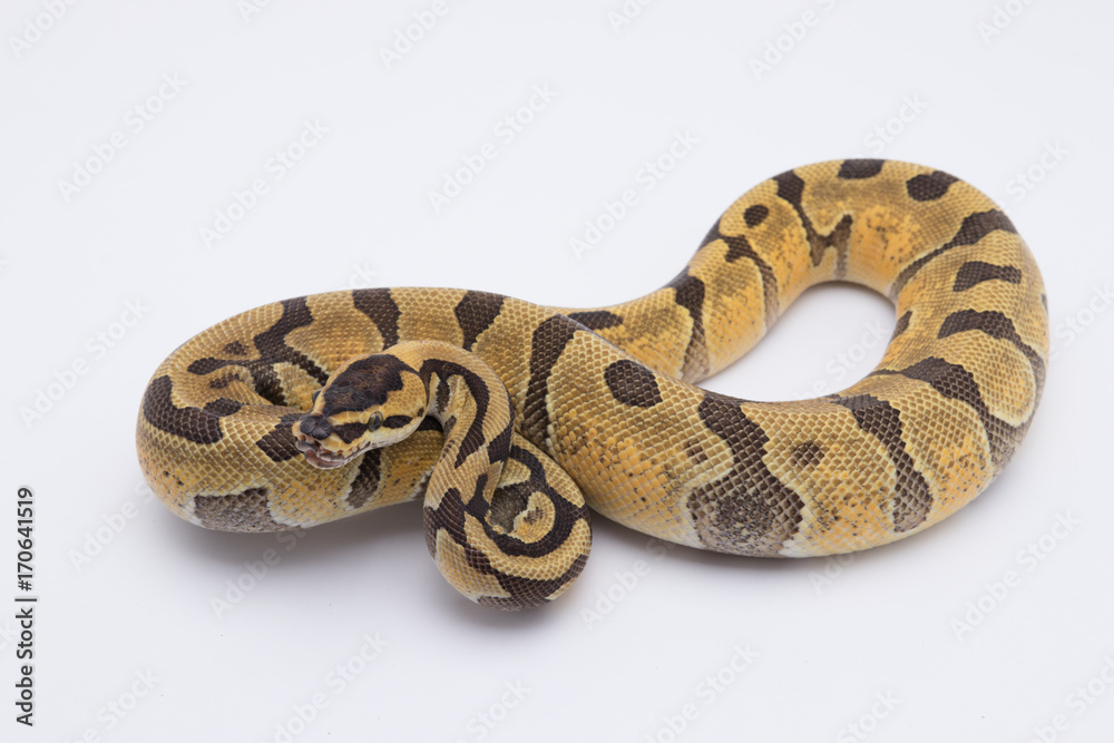 ball python snake on white background ball python snake on white background