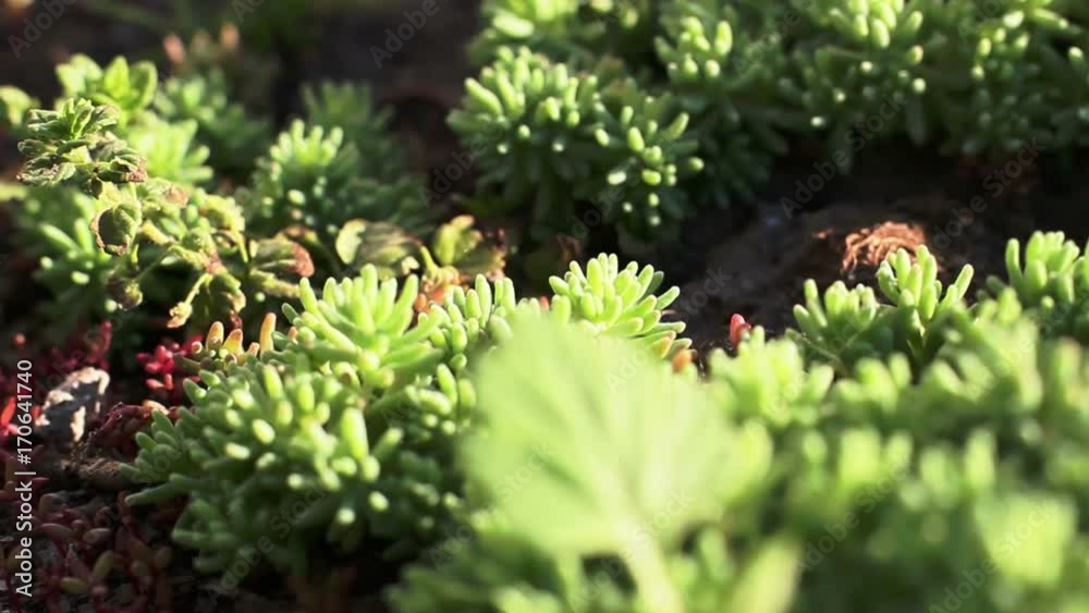 Green Flora Nature Background Green Flora Nature Background
