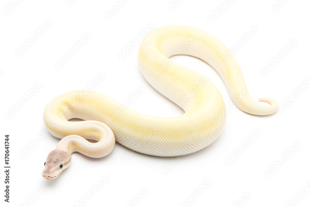 Obraz premium Blue eye lucy ball python snake