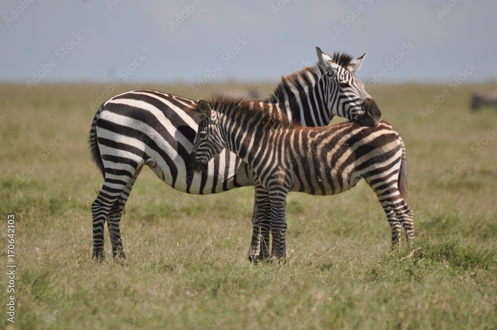 Fototapeta premium Zebra