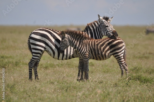 Zebra