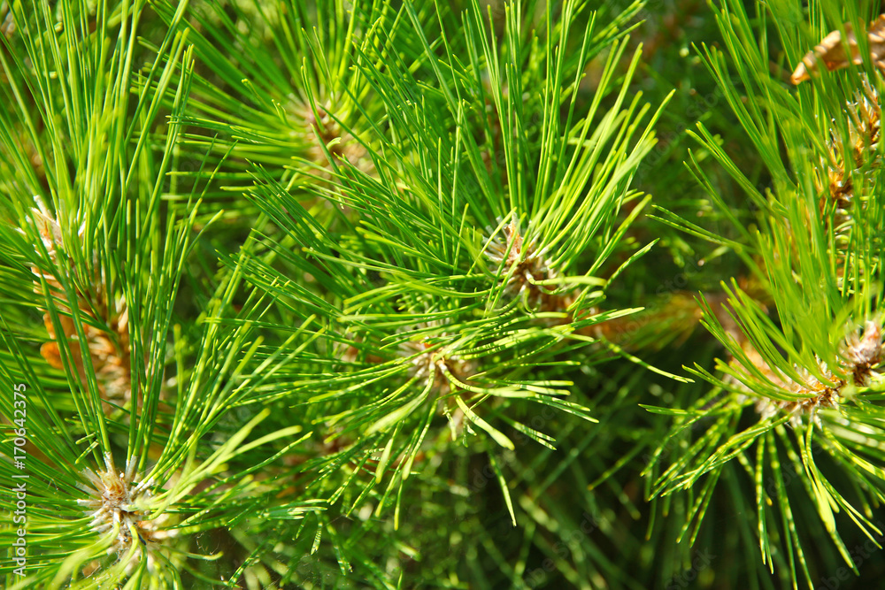 Beautiful pine tree branches, closeup. Christmas concept Beautiful pine tree branches, closeup. Christmas concept