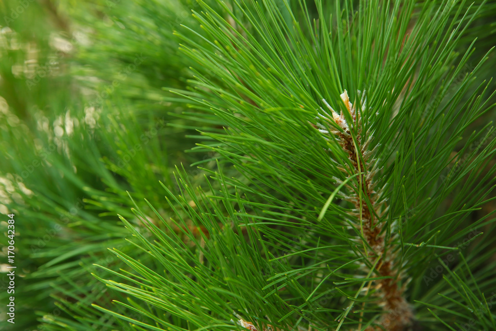 Beautiful pine tree branches, closeup. Christmas concept Beautiful pine tree branches, closeup. Christmas concept