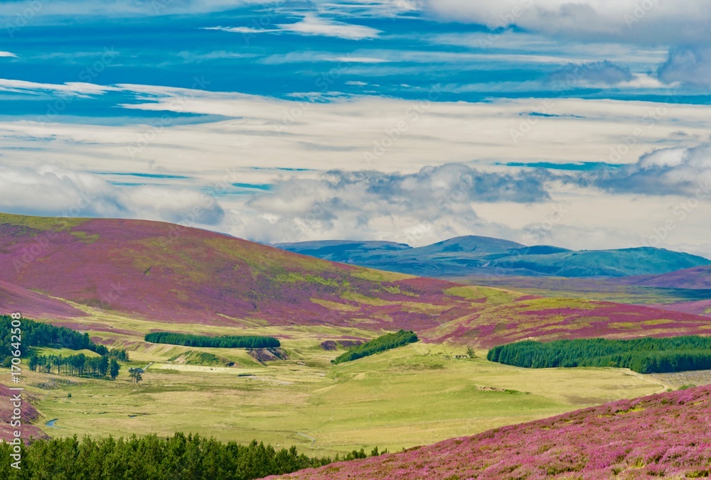 hills of purple heather blossoms in the Highlands of Scotland in England