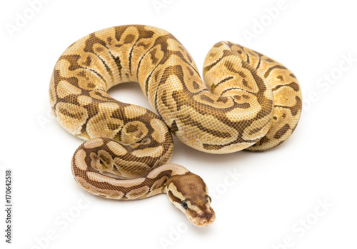 ball python snake reptile