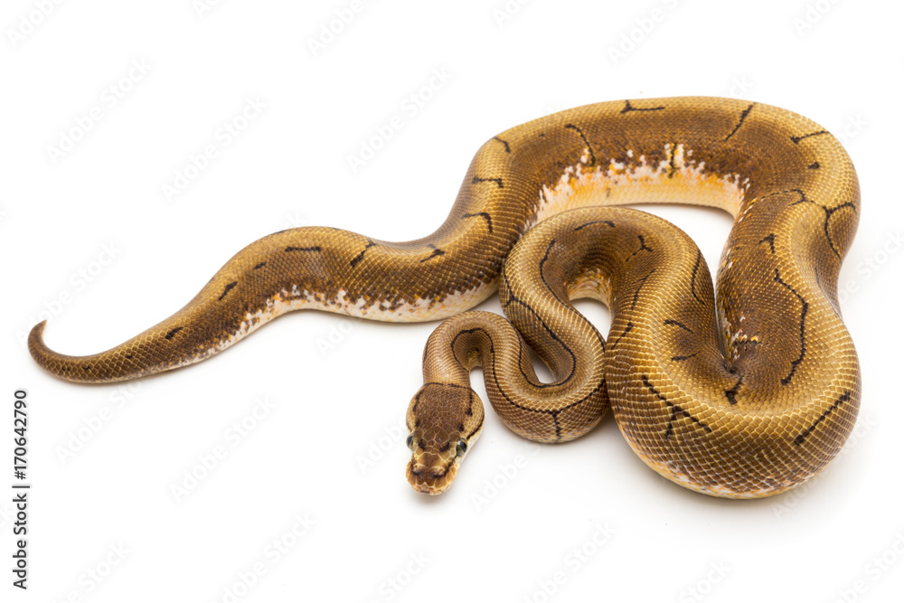 Obraz premium ball python snake reptile