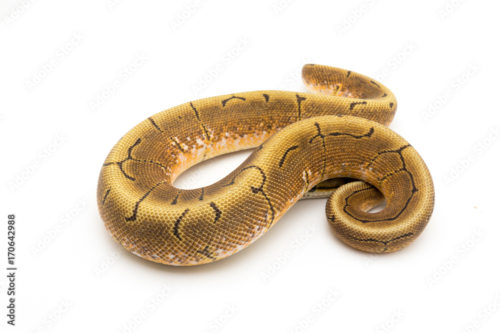 Obraz premium ball python snake reptile