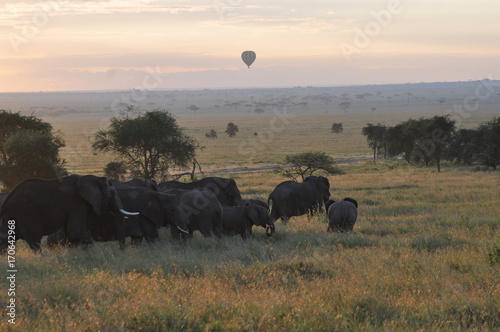 Elephant herd and balloon in Serengeti