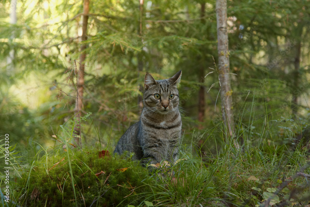 Cat playing in forest and looking at camera