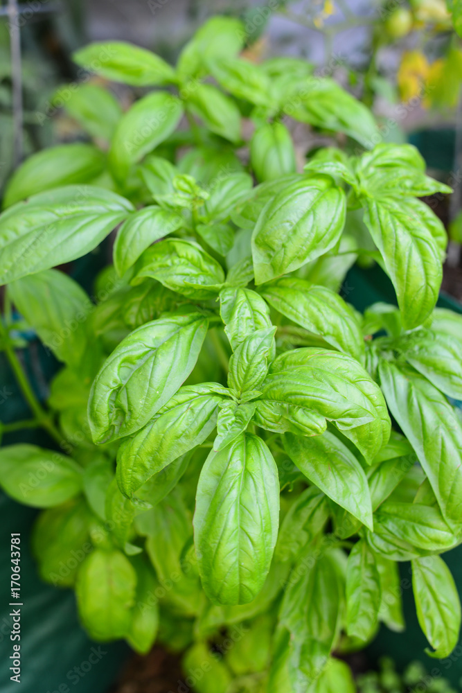 Basil Basil
