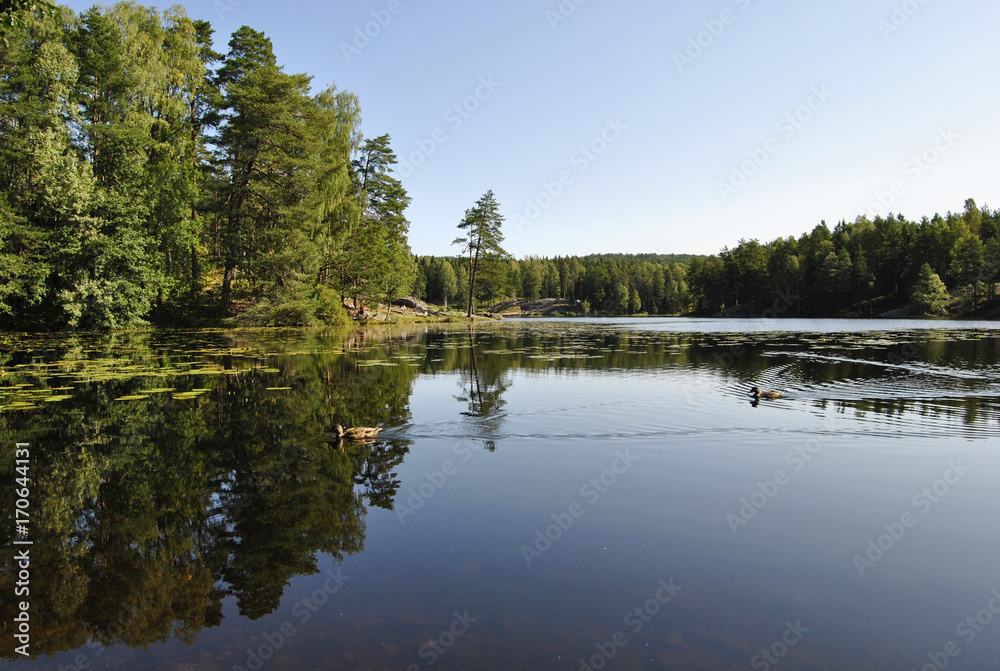 Autumn forest. Forest Lake. The forest is reflected in the lake. Norwegian forest. Beautiful landscape. Thick green forest on the lake. Caring for nature. Favorite season.