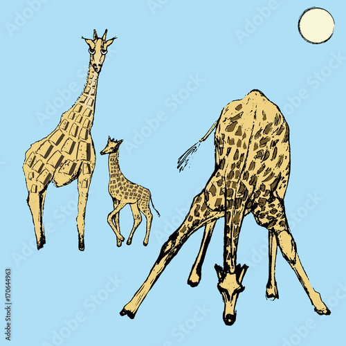 Cute giraffes, sketch.Vector illustration
