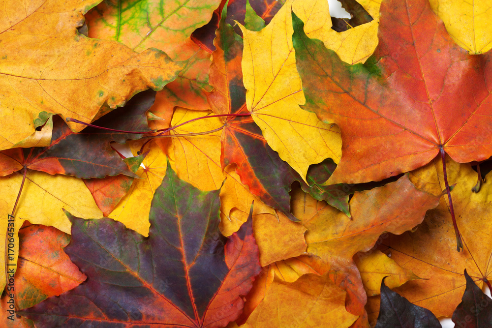 Autumn multi colored maple leafs Autumn multi colored maple leafs