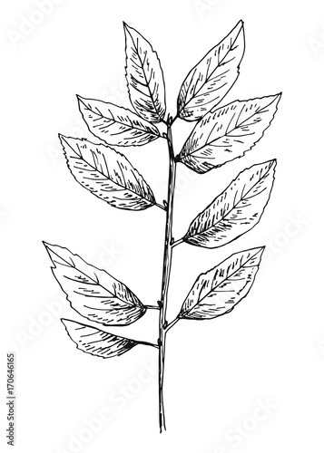 broken branch with leaves vector illustration. hand drawing