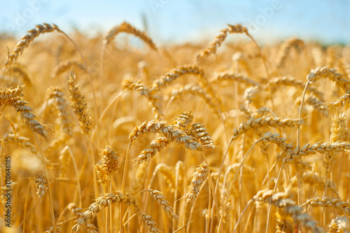 Wheat field in the crop