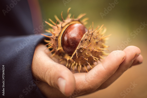 Kastanie auf Hand photo