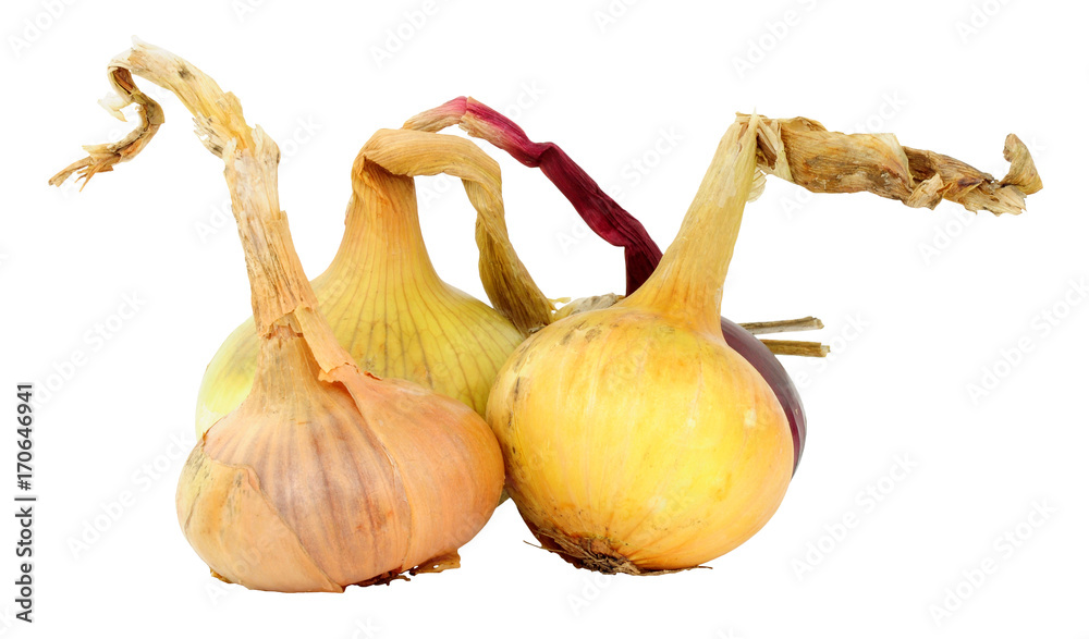 Fresh home grown organic onions isolated on white