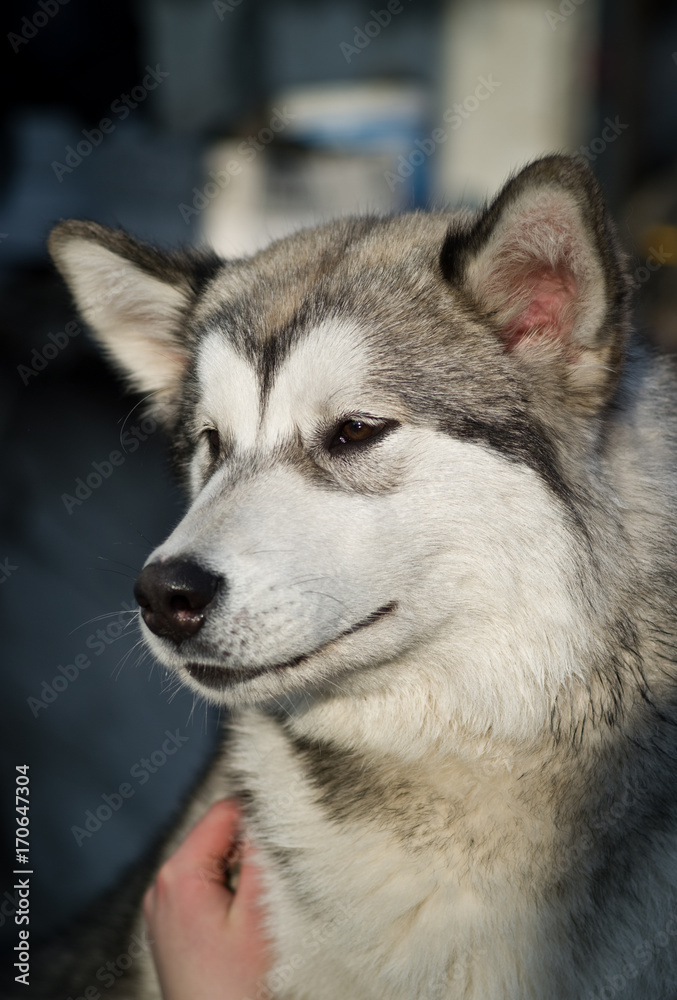 Alaskan Malamute