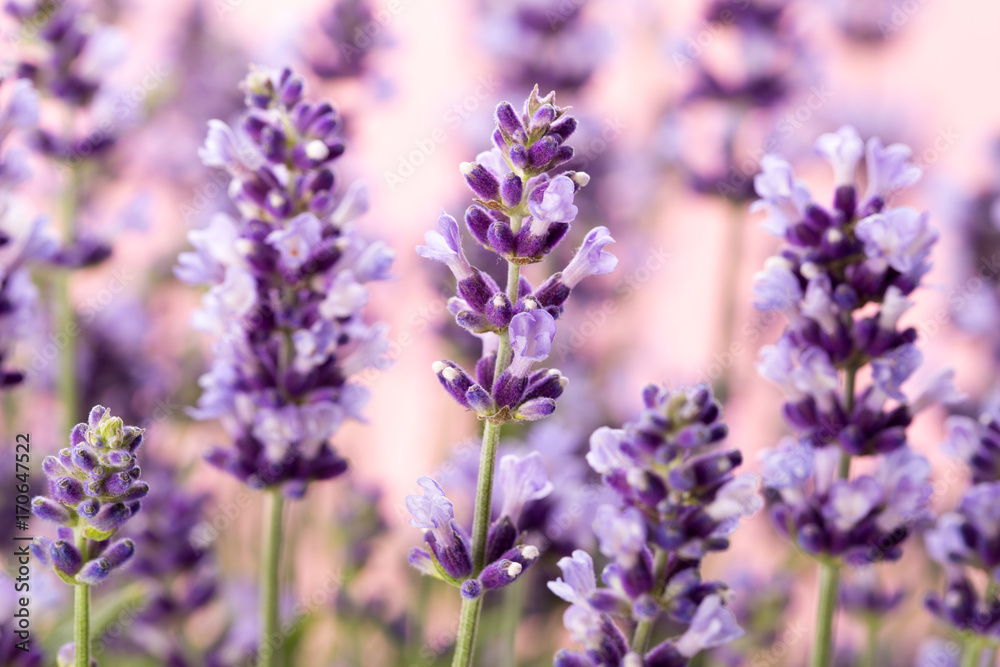 Fototapeta premium Lavender flowers.