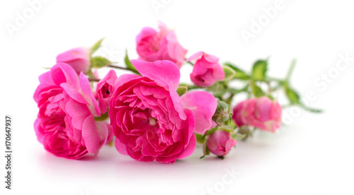 Beautiful pink roses.