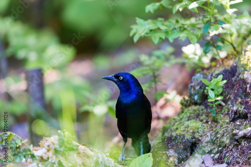 Common Grackles are blackbirds that look like they've been slightly stretched. They're taller and longer tailed than a typical blackbird, with a longer, more tapered bill and glossy-iridescent bodies. photo