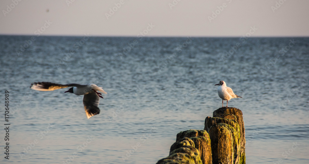 Seagull on the beach