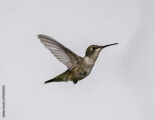 Ruby throated hummingbird flying on a white backgroud, in north Quebec, Canada.
