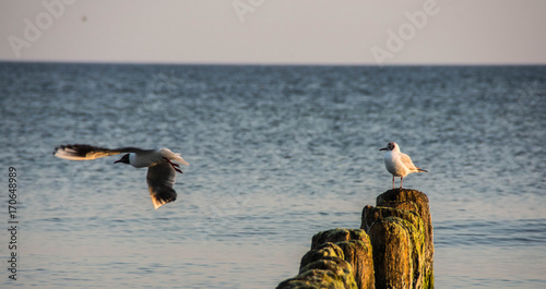Obraz na płótnie Seagull on the beach w salonie