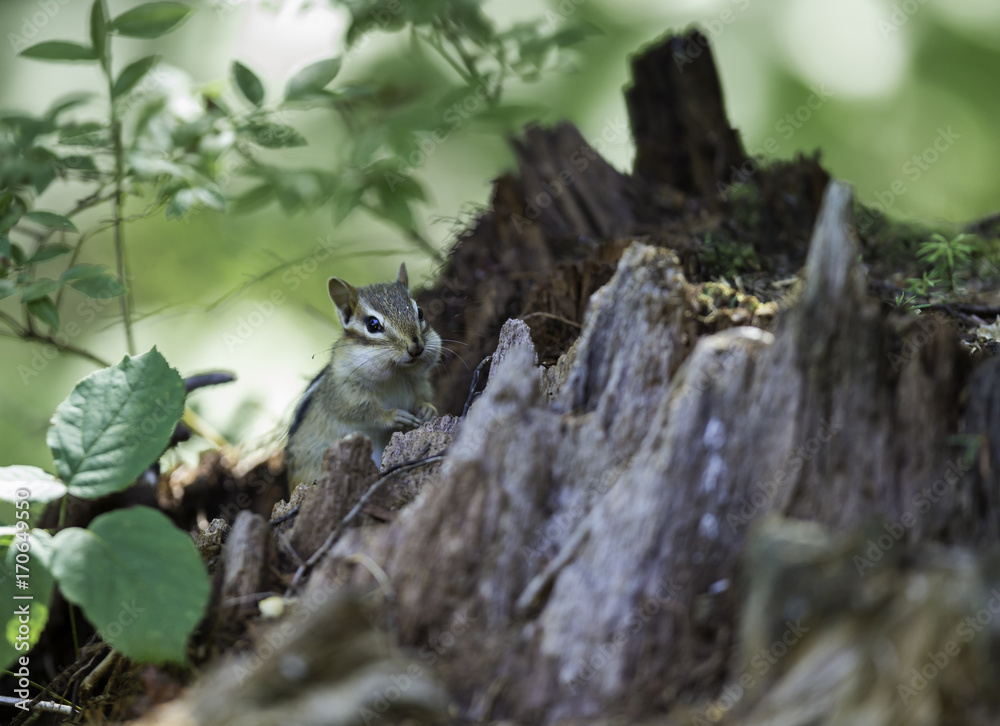 Fototapeta premium Wild chipmunk in a Boreal forest, north Quebec, Canada.