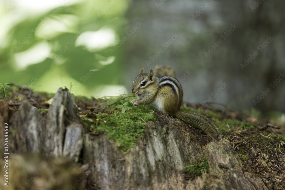 Wild chipmunk in a Boreal forest, north Quebec, Canada. Wild chipmunk in a Boreal forest, north Quebec, Canada.