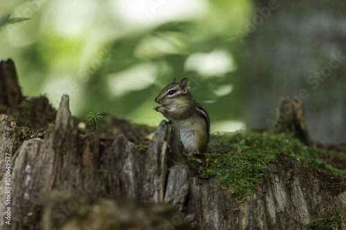 Wild chipmunk in a Boreal forest  north Quebec  Canada.