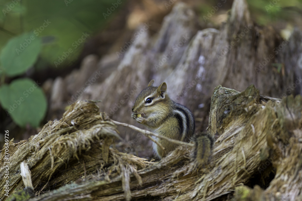 Wild chipmunk in a Boreal forest, north Quebec, Canada. Wild chipmunk in a Boreal forest, north Quebec, Canada.