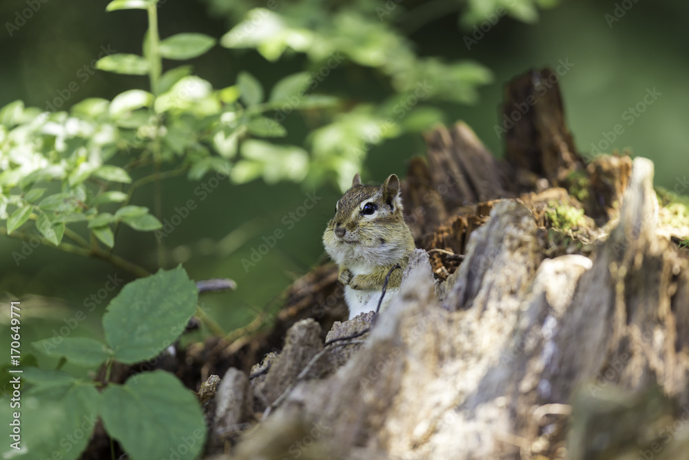 Wild chipmunk in a Boreal forest, north Quebec, Canada.