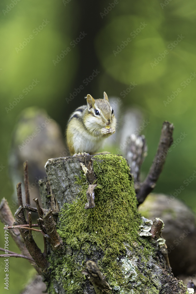 Wild chipmunk in a Boreal forest, north Quebec, Canada. Wild chipmunk in a Boreal forest, north Quebec, Canada.