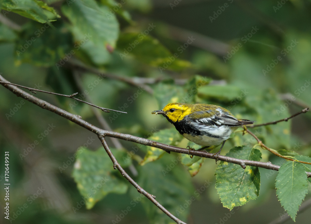 Fototapeta premium Black throated green warbler in a boreal forest north Quebec, Canada.