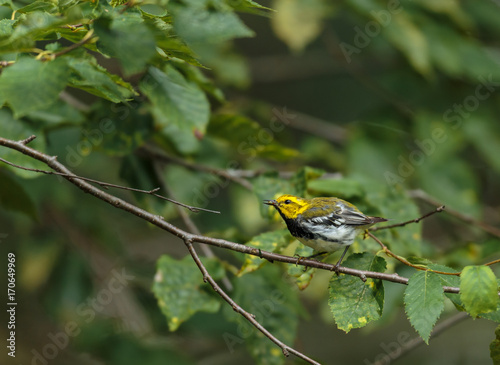 Black throated green warbler in a boreal forest north Quebec, Canada.