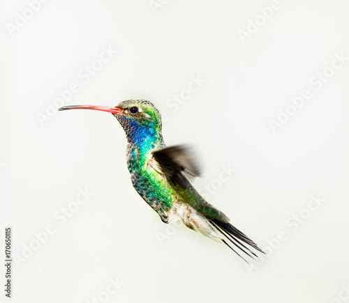 Broad Billed Hummingbird in flight, isolated on a white background.