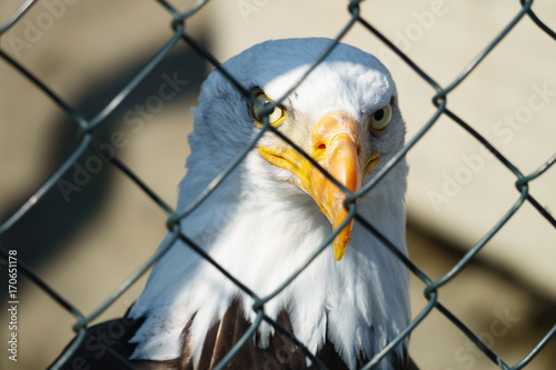Weißkopfseeadler