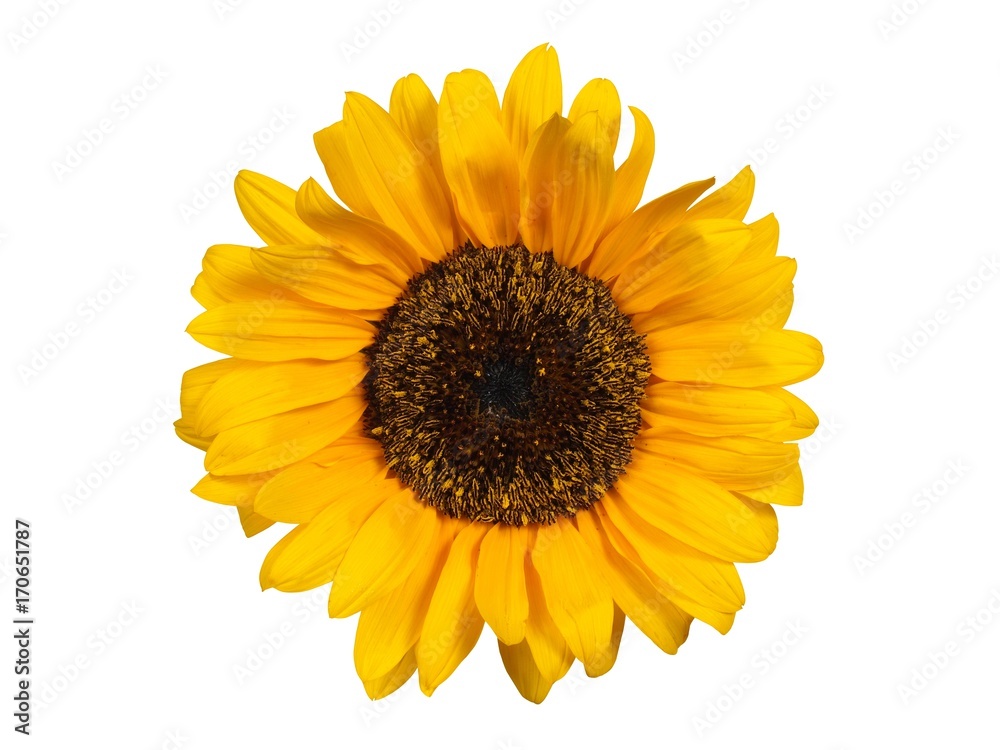 Fototapeta premium Sunflower on white