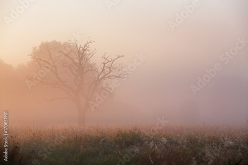 Old dry oak tree in morning fog. Misty autumn sunrise