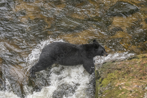 Black Bear Straddling Stream