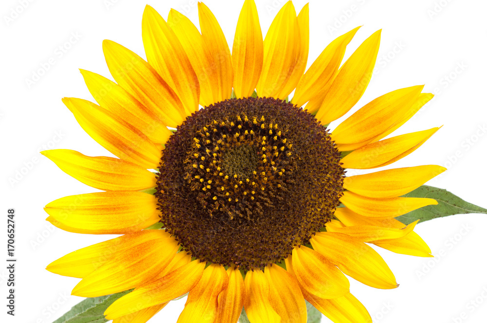 Obraz premium Yellow sunflower flower on a white background