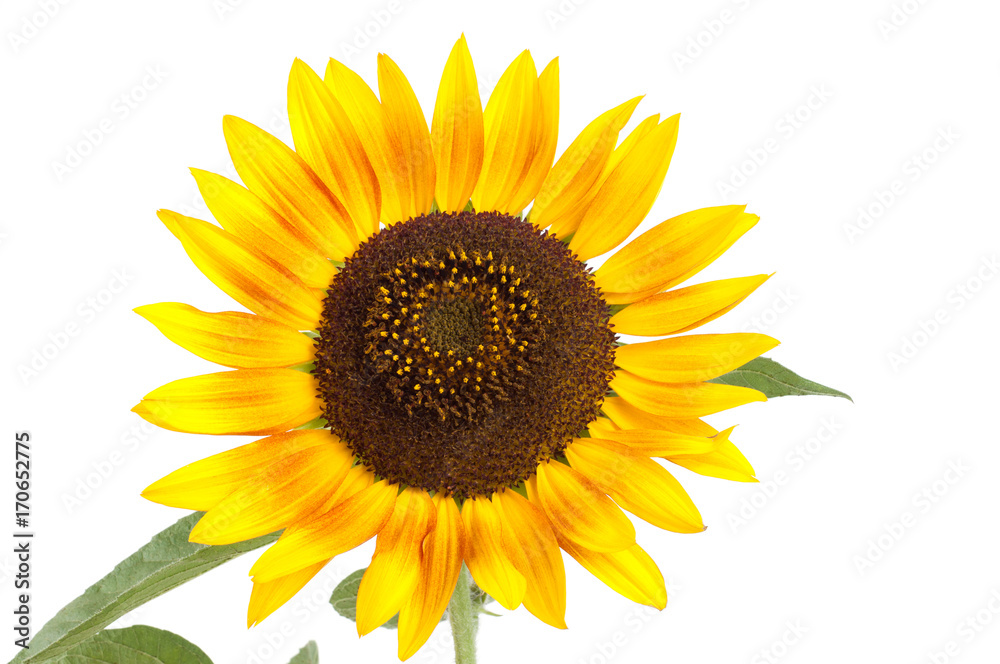 Naklejka premium Yellow sunflower flower on a white background